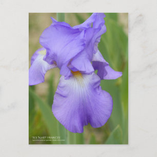 Postal Iris ‘Mary Frances’ [Postal]