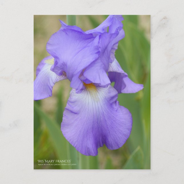 Postal Iris ‘Mary Frances’ [Postal] (Anverso)