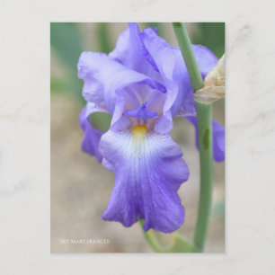 Postal Iris ‘Mary Frances’ [Postcard] ポ ス カ ド