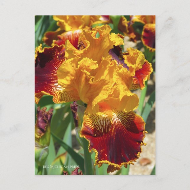 Postal Iris ‘Michigan Pride’ [Postcard] ポストカード (Anverso)