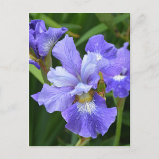 Postal Iris morado