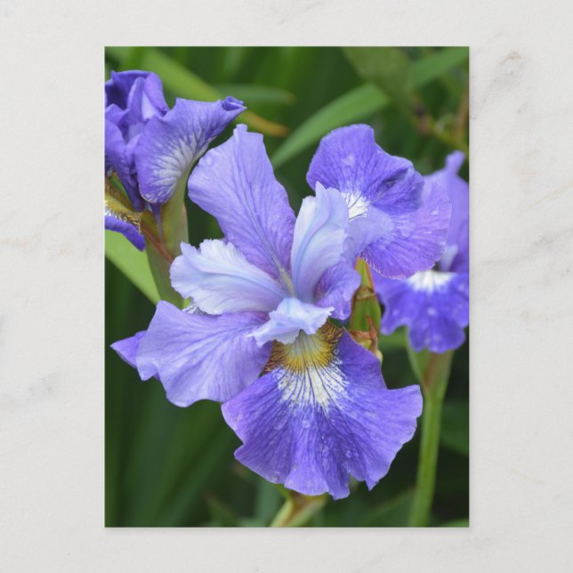 Postal Iris morado (Anverso)
