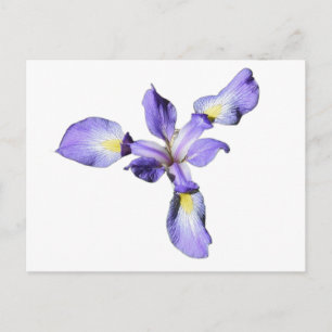 Postal Iris morado
