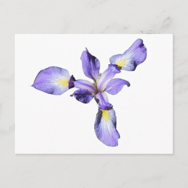 Postal Iris morado (Anverso)