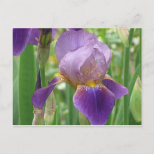 Postal Iris morado
