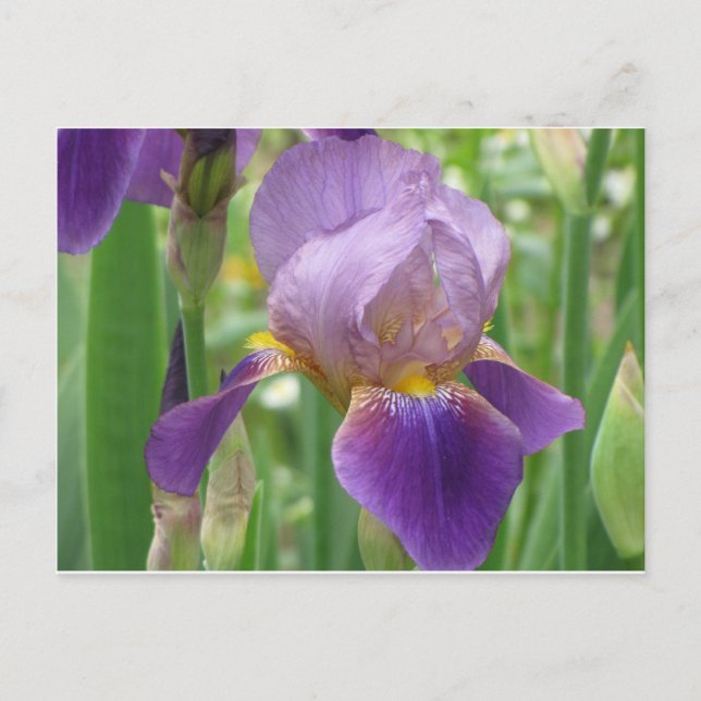 Postal Iris morado (Anverso)