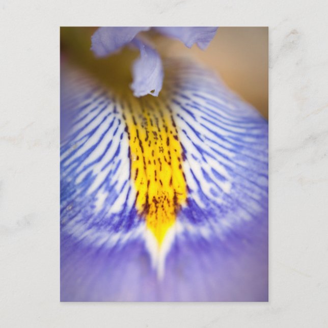 Postal Iris morado (Anverso)