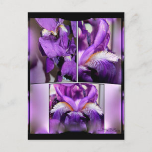 Postal Iris morado