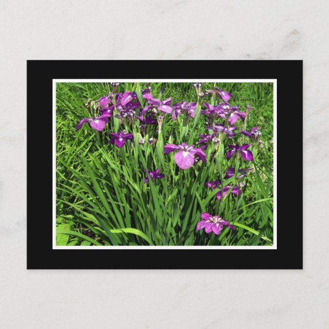 Postal Iris morado (Anverso)