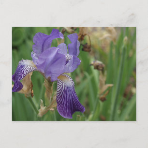 Postal Iris morado
