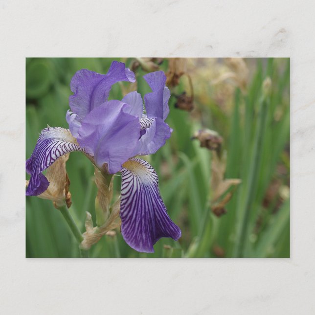 Postal Iris morado (Anverso)