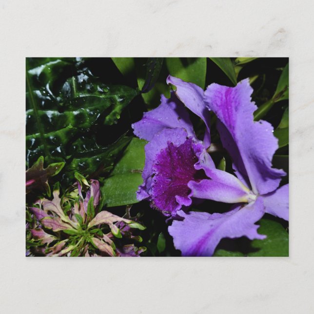 Postal Iris morado en un jardín botánico (Anverso)