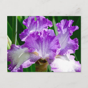 Postal iris morado y blanco