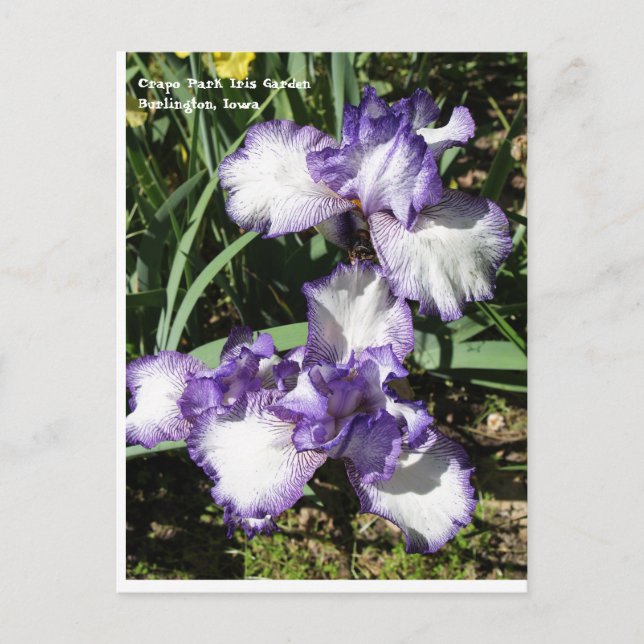 Postal Iris morado y blanco (Anverso)