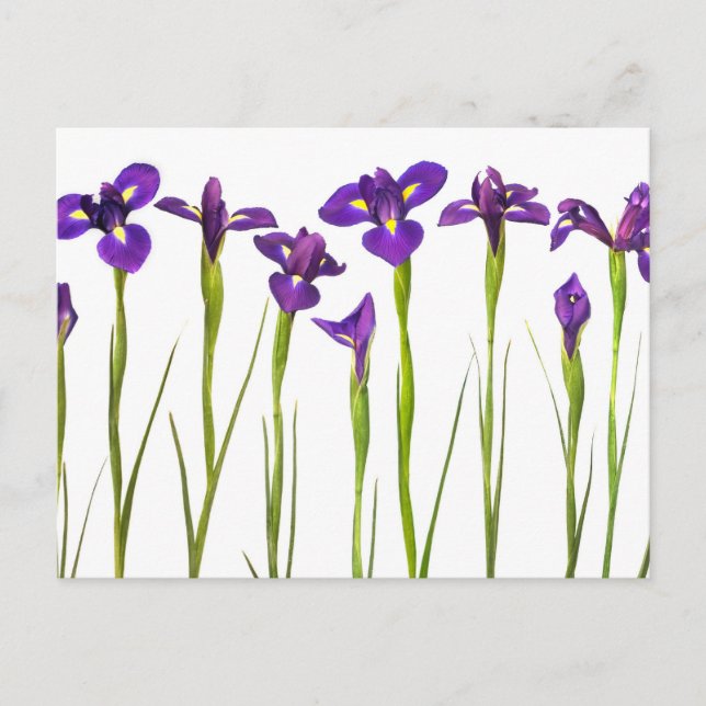 Postal Iris morados aislados en un fondo blanco (Anverso)