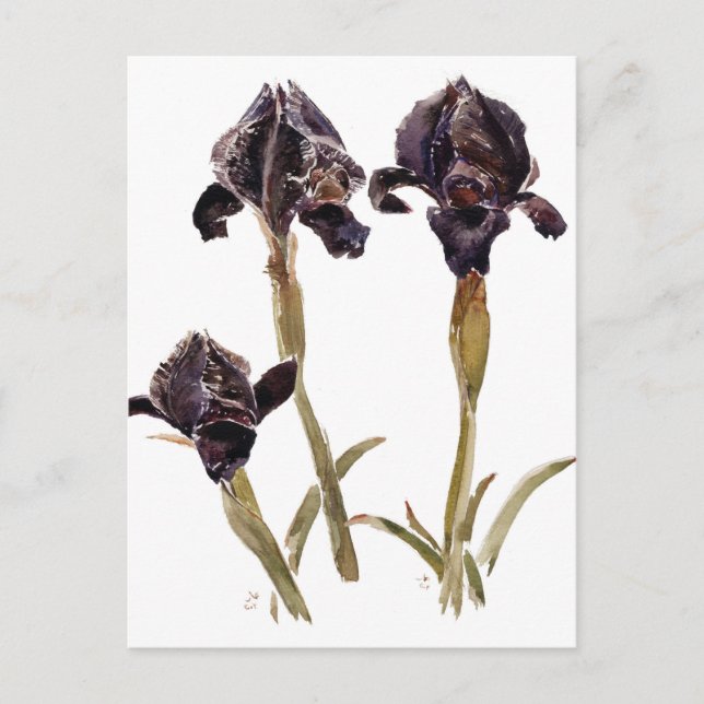 Postal iris negro de Jordania (Anverso)