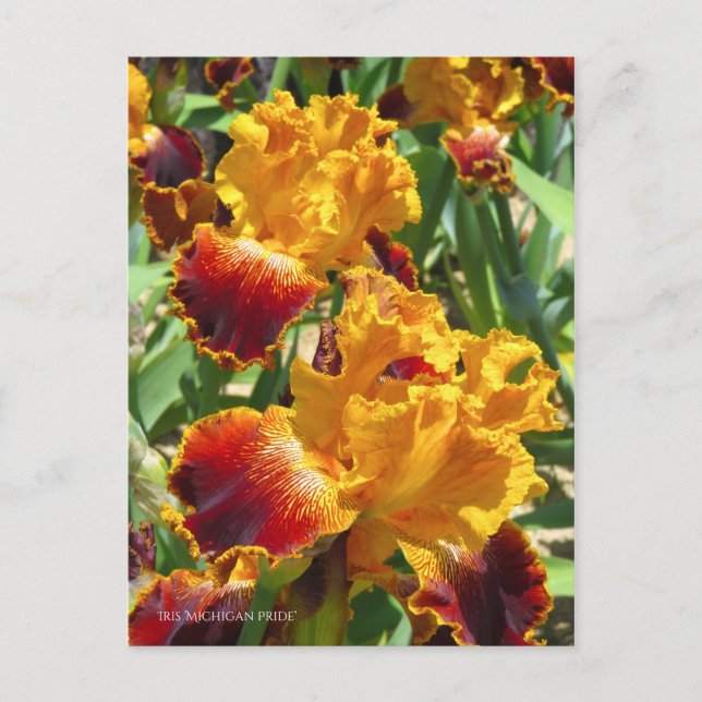 Postal Iris ‘Orgullo Michigan’ [Postal] ポ ス カ ド (Anverso)