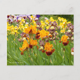 Postal Iris ‘Orgullo Michigan’ [Postal] ポ ス カ ド