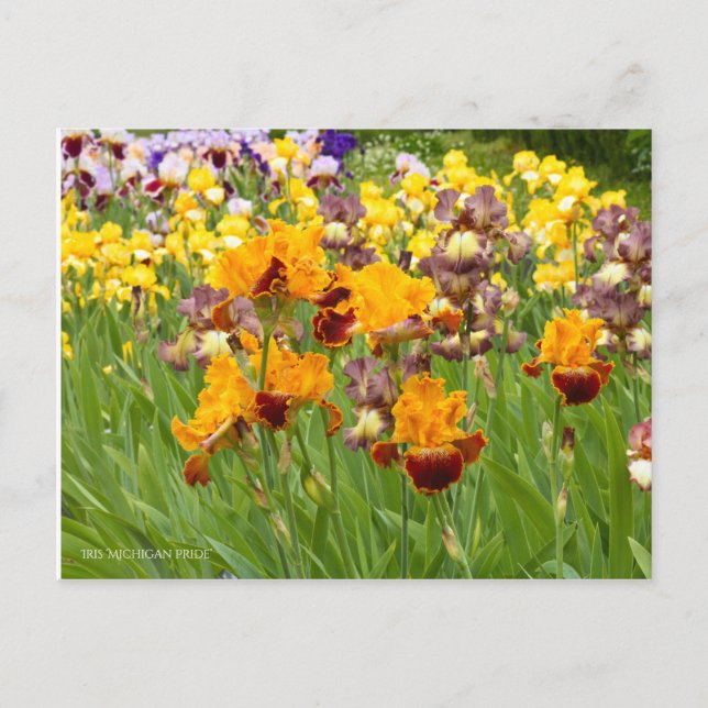 Postal Iris ‘Orgullo Michigan’ [Postal] ポ ス カ ド (Anverso)