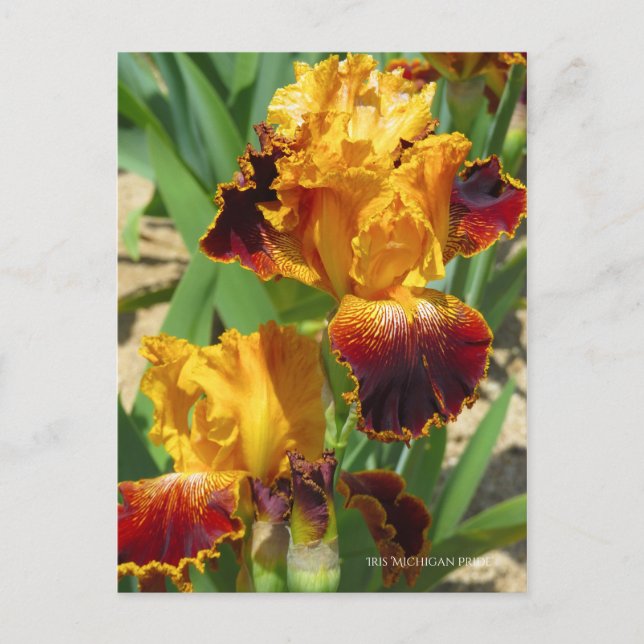 Postal Iris ‘Orgullo Michigan’ [Postal] ポ ス カ ド (Anverso)