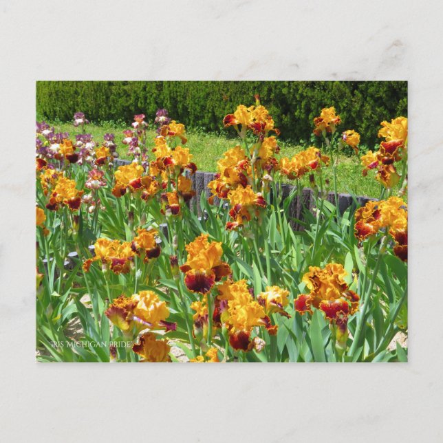 Postal Iris ‘Orgullo Michigan’ [Postal] ポ ス カ ド (Anverso)