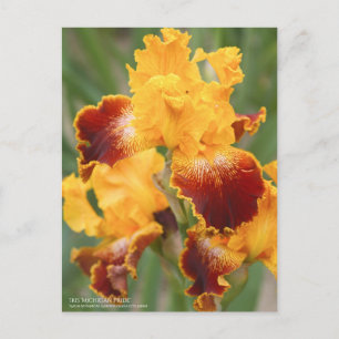 Postal Iris ‘Orgullo Michigan’:Postcard