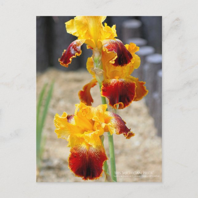 Postal Iris ‘Orgullo Michigan’:Postcard (Anverso)