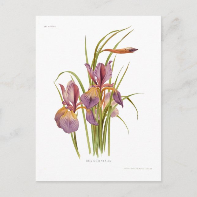 Postal Iris orientalis (Anverso)