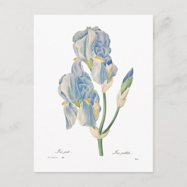 Postal Iris pallida (Anverso)