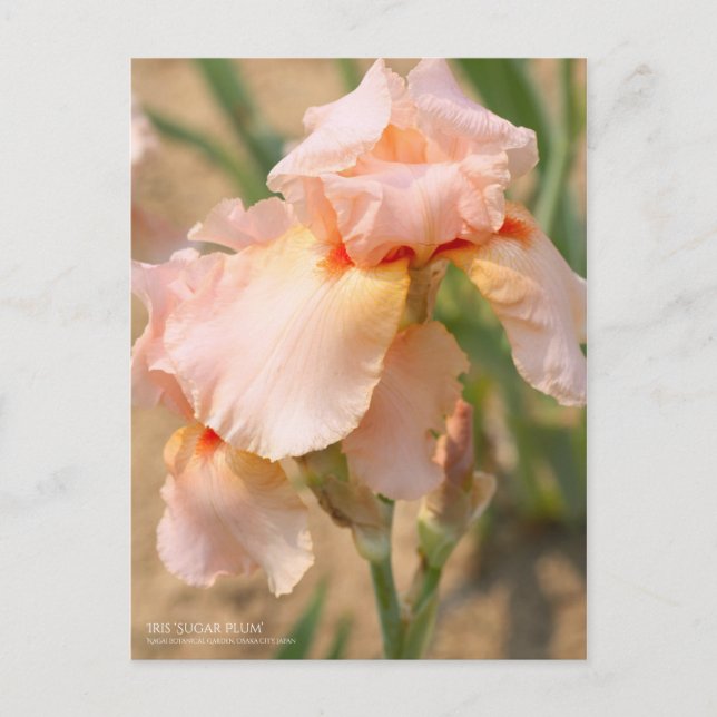 Postal Iris "Pluma de azúcar" [Postal] (Anverso)