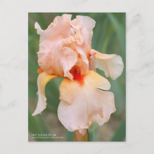 Postal Iris "Pluma de azúcar" [Postal]