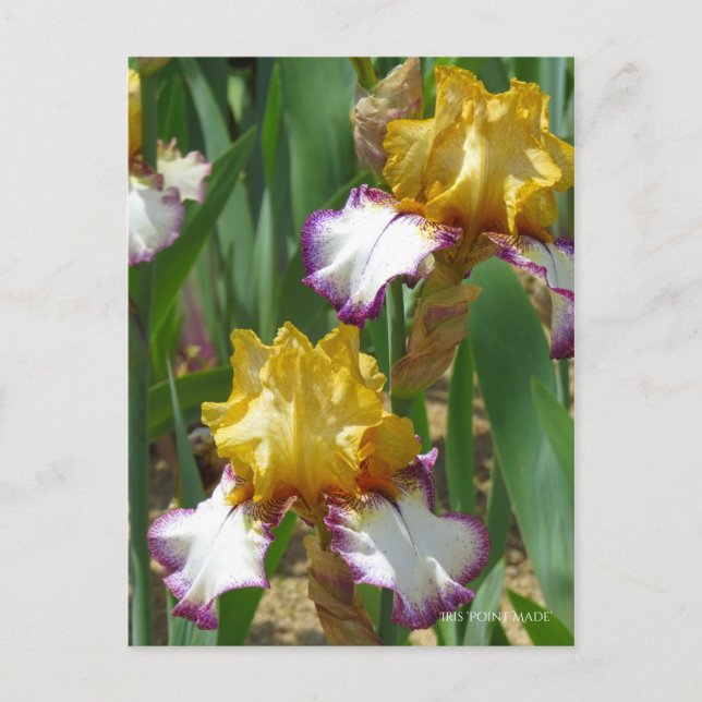 Postal Iris ‘Point Made’ [Postcard] ポ ス カ・ド (Anverso)
