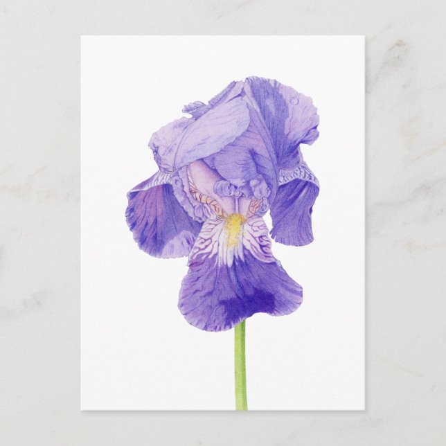 Postal Iris Púrpura (Anverso)