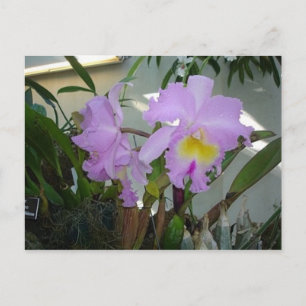 Postal Iris púrpura