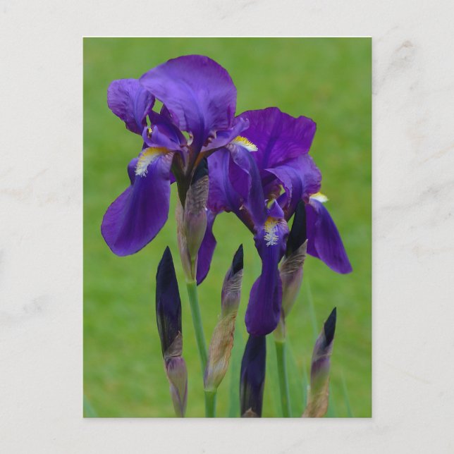 Postal Iris Púrpura (Anverso)