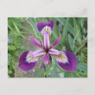 Postal Iris Púrpura