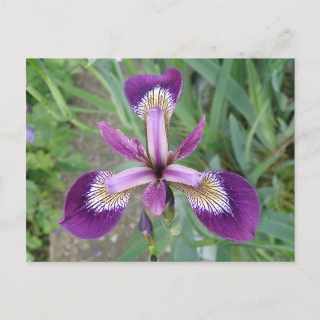 Postal Iris Púrpura (Anverso)