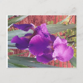 Postal Iris Púrpura Japonesa