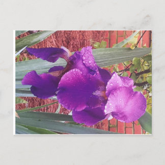 Postal Iris Púrpura Japonesa