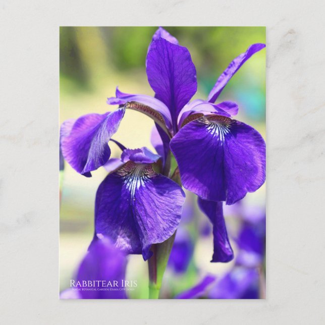 Postal Iris Rabbitear [Postal] (Anverso)
