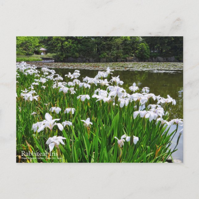 Postal Iris Rabbitear [Postal] (Anverso)