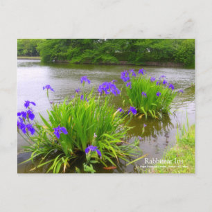 Postal Iris Rabbitear:Postcard