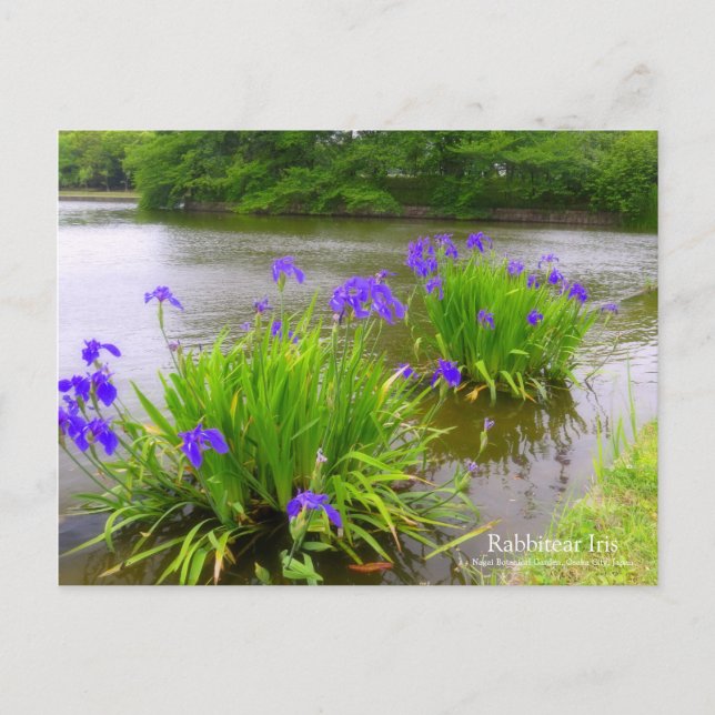 Postal Iris Rabbitear:Postcard (Anverso)
