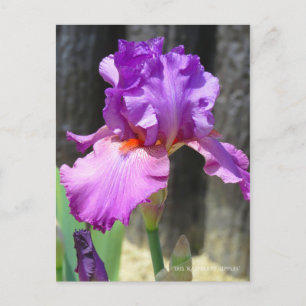Postal Iris "Raspberry Ripples" [Postcard] ポ ス カ ド