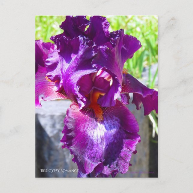 Postal Iris ‘Romance gitano’   [Postal] (Anverso)