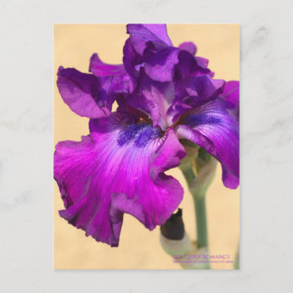 Postal Iris ‘Romance gitano’   [Postal]