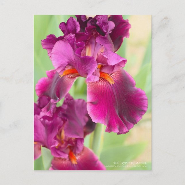 Postal Iris ‘Romance gitano’:Postcard (Anverso)