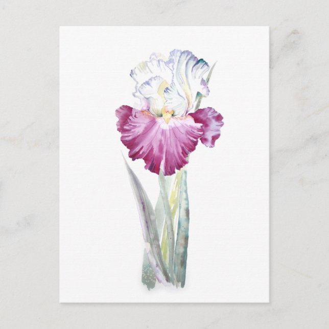 Postal Iris rosa (Anverso)