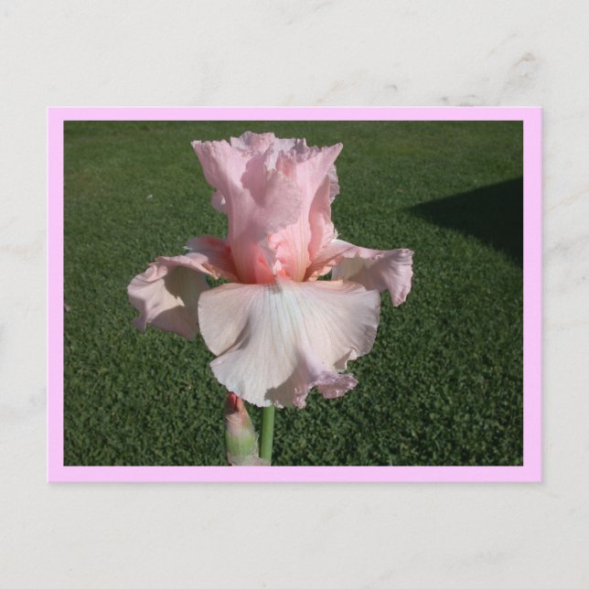 Postal Iris rosa (Anverso)