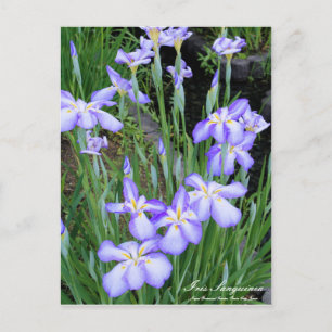 Postal Iris sanguinea:Postcard
